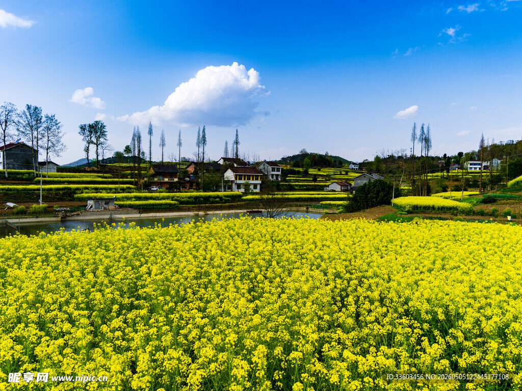 春日油菜花海田园美景