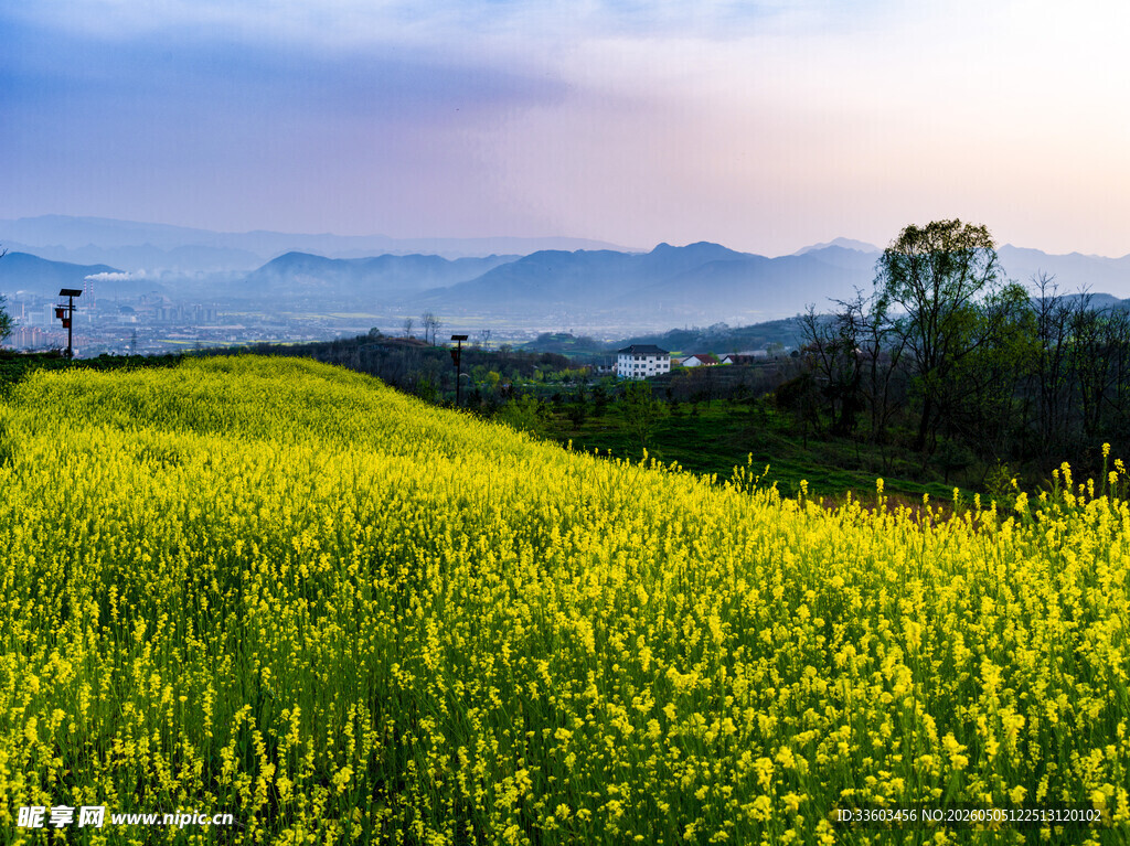 春日油菜花海田园美景