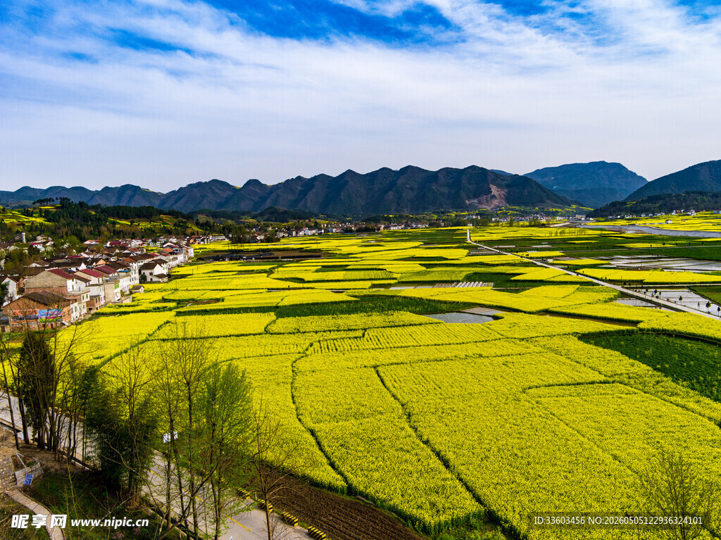 春日金黄油菜田美景