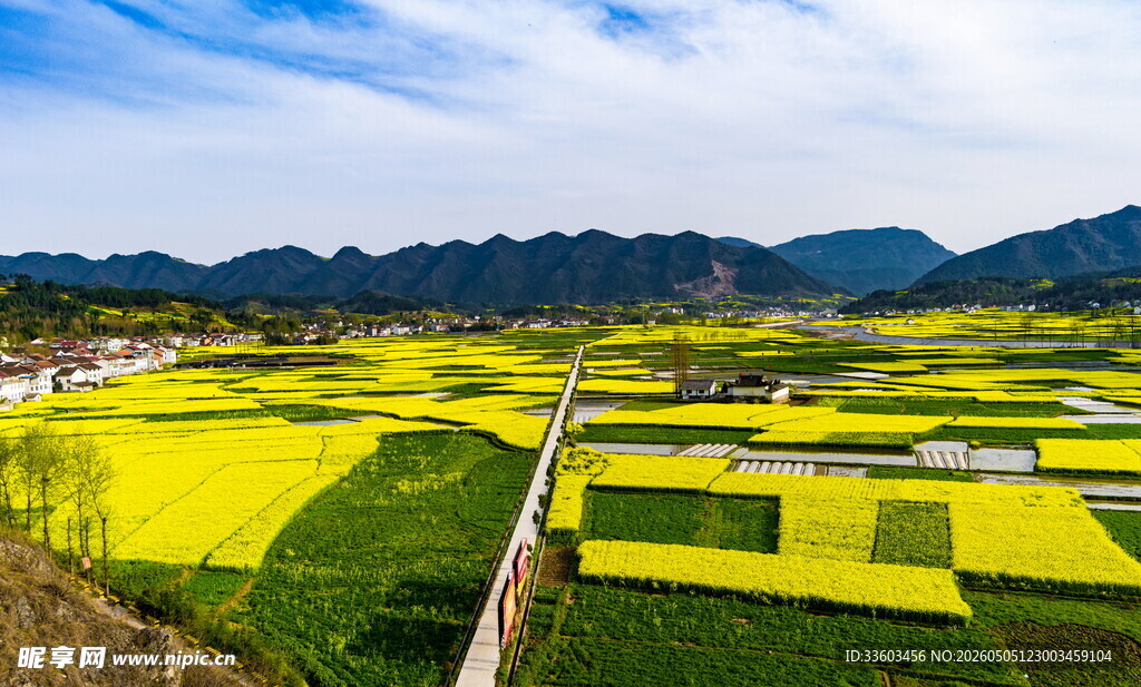 金黄梯田美景