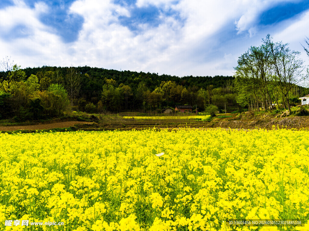 春日金黄油菜花田美景