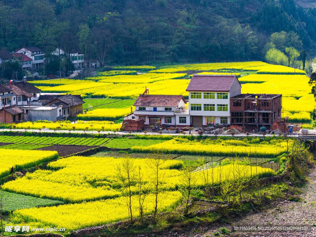 春日乡村油菜花田美景