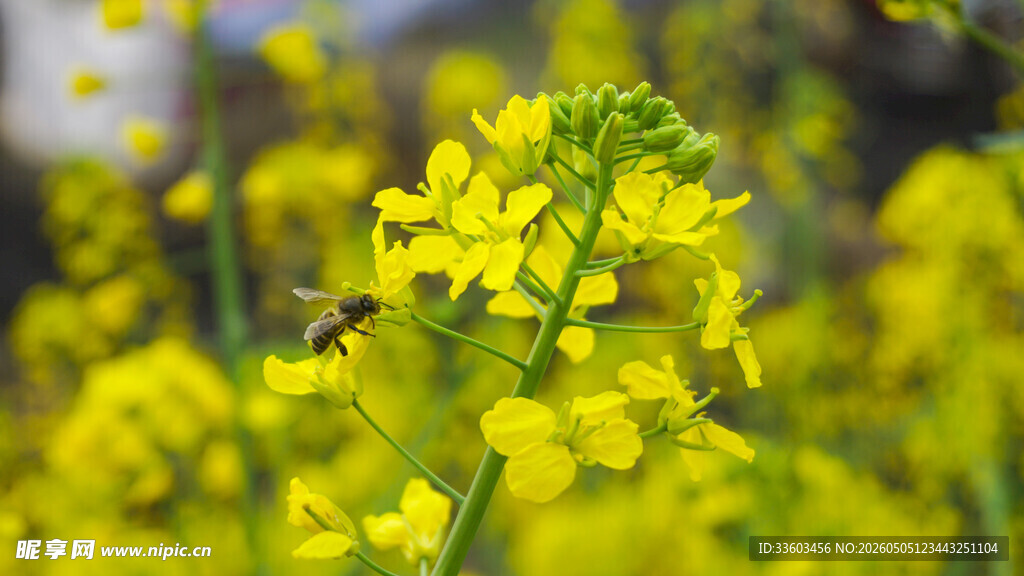 油菜花间蜜蜂采蜜