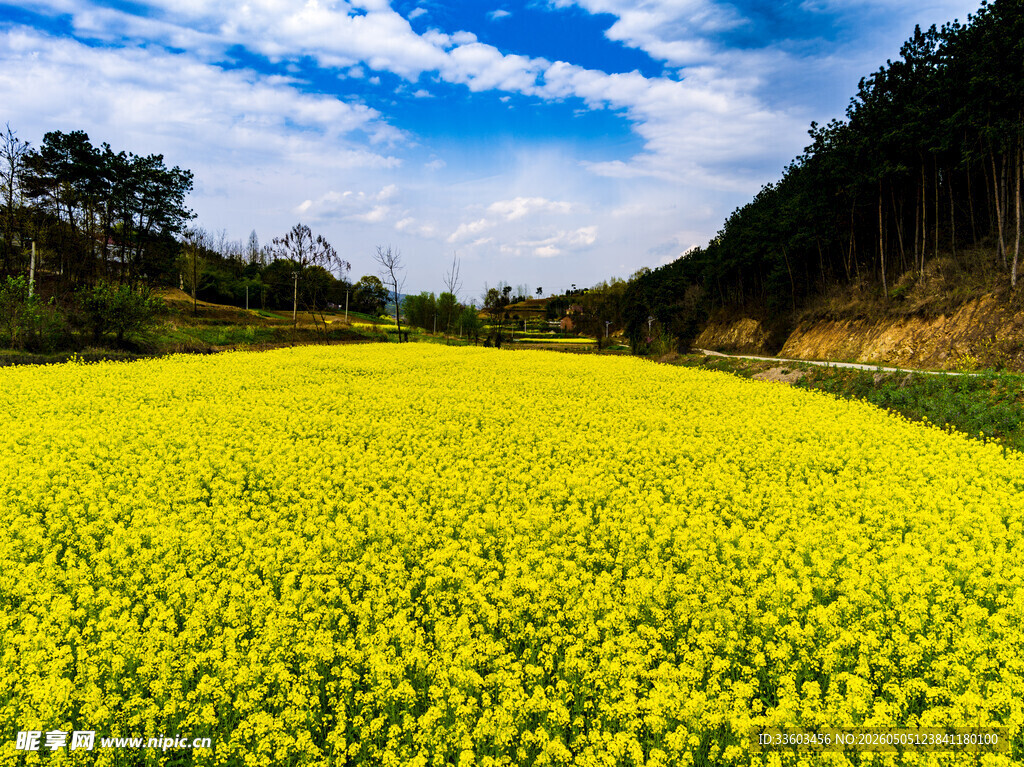 金黄油菜花海田园美景