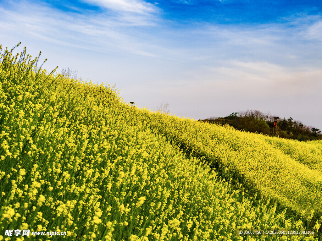 春日油菜花海美景