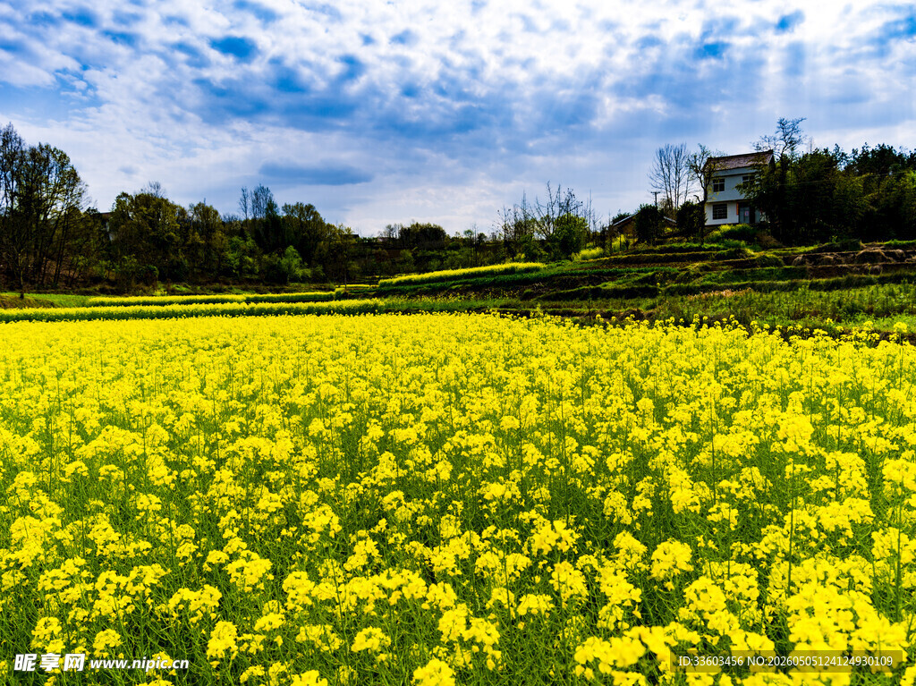 金黄油菜花海田园美景