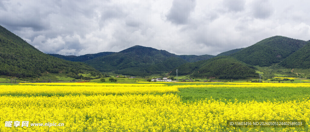 金黄油菜花海与远山