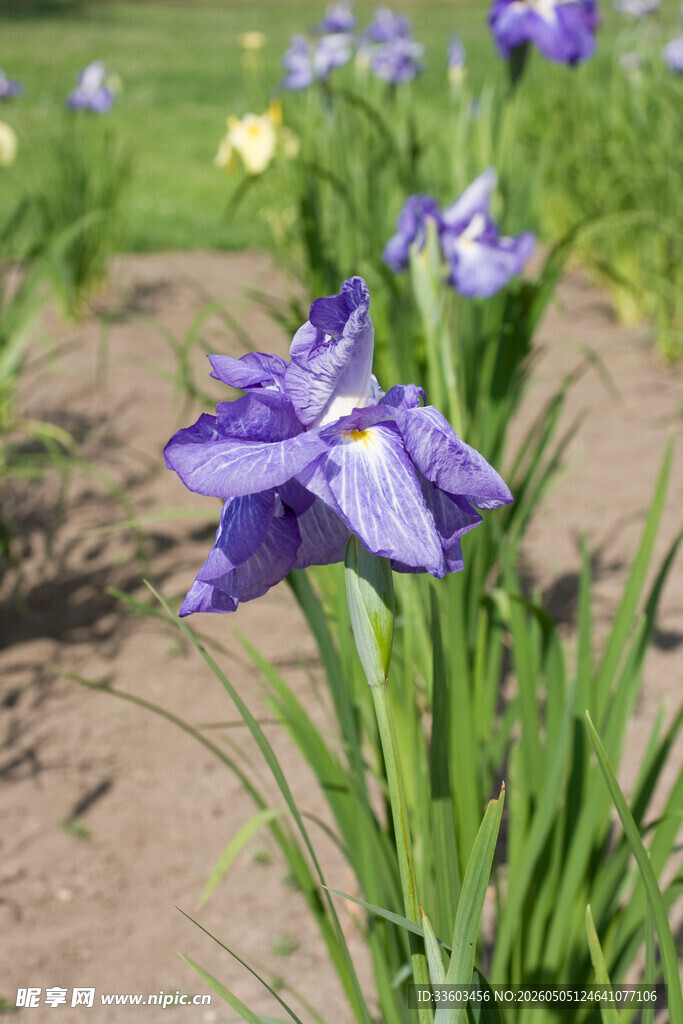 紫色鸢尾花绽放于草地