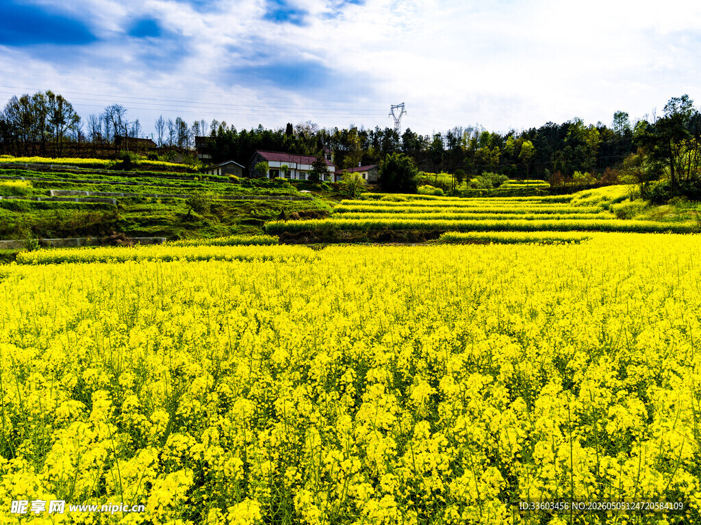 金黄油菜花海田园美景