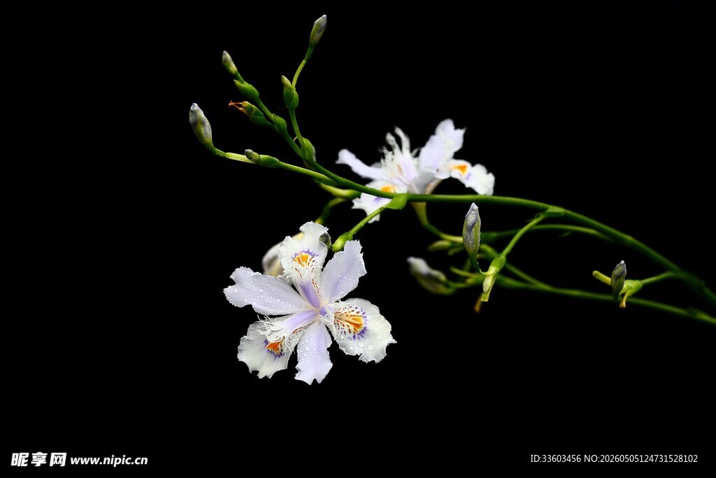 白色小花枝