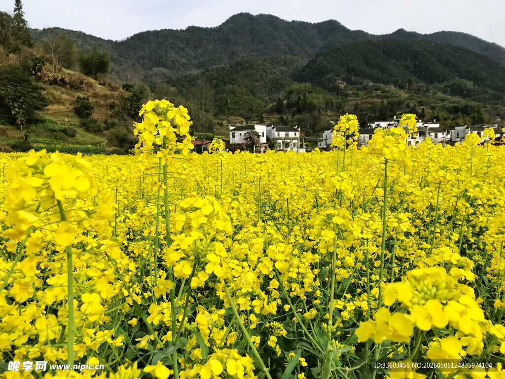 金黄油菜花海伴远山村落