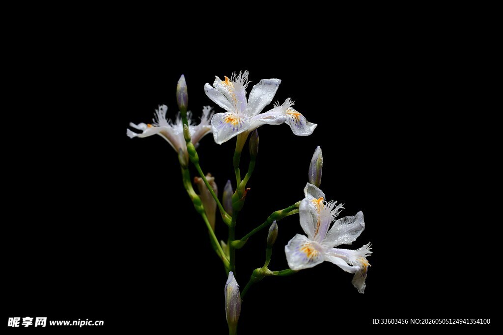 鸢尾花
