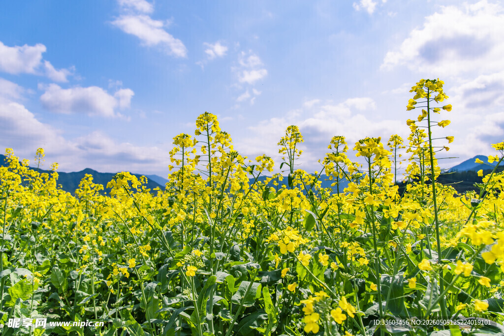 金黄油菜花田