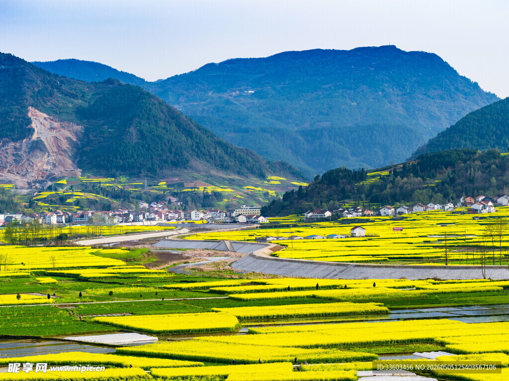 山间油菜花海田园美景