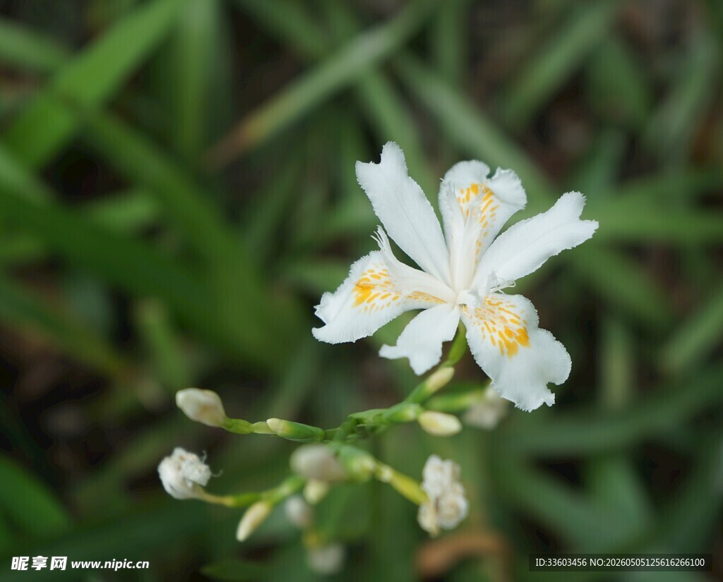白色小花绽放于草丛间