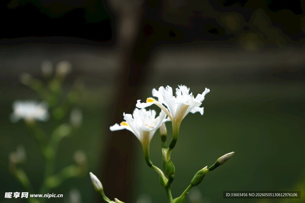 白色小花绽放绿意间