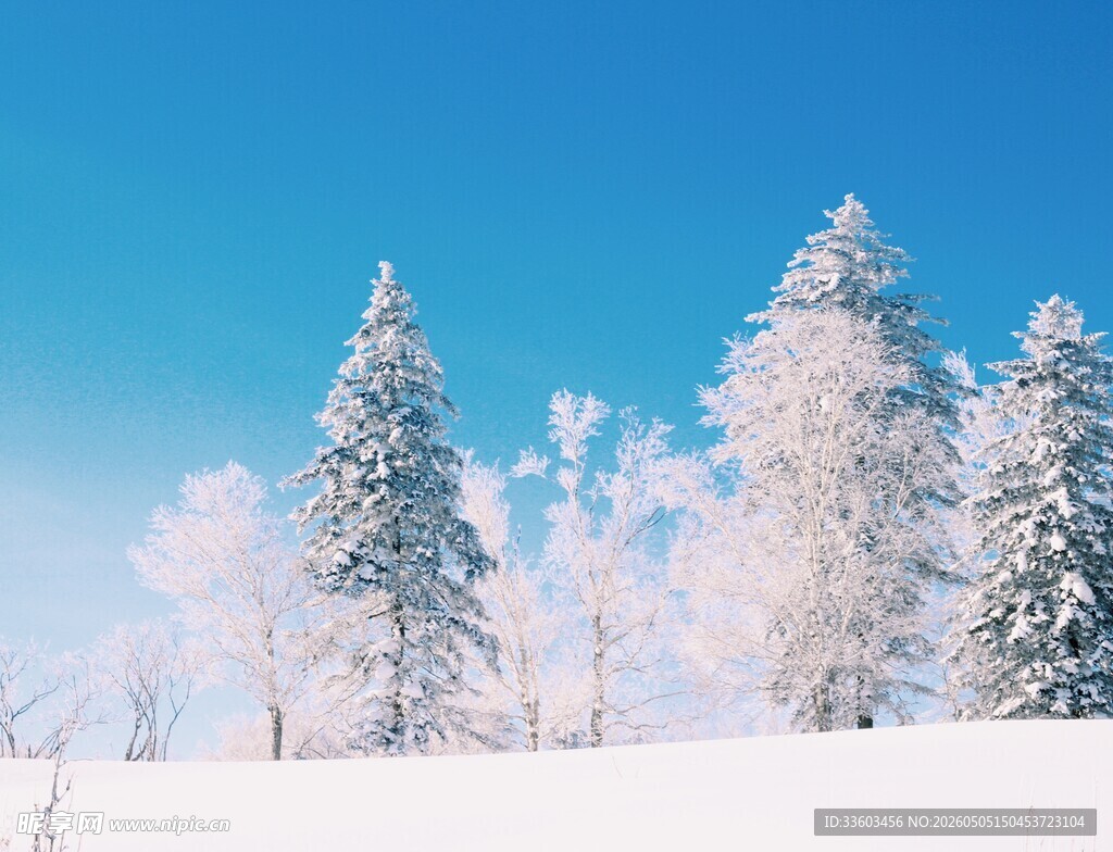冬日雪景中的银白松林