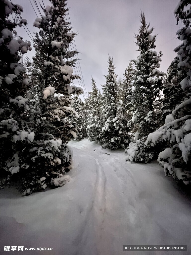 雪覆松林间的静谧小道
