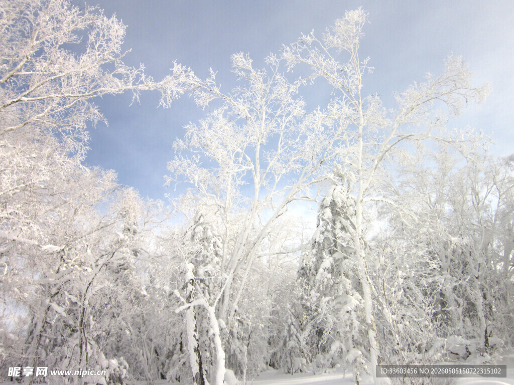 冬日银装素裹的雪林景观