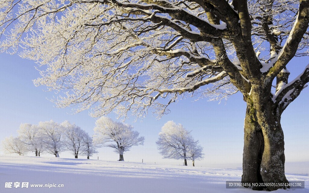 冬日雪覆树木美景
