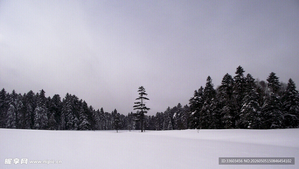 冬日雪林景观