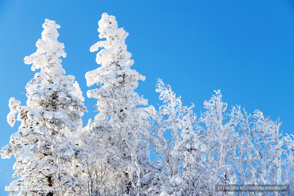 冬日雪覆树木美景