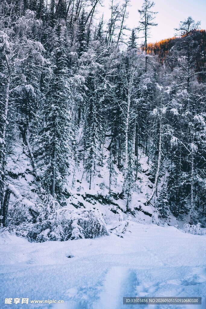 冬日雪林美景