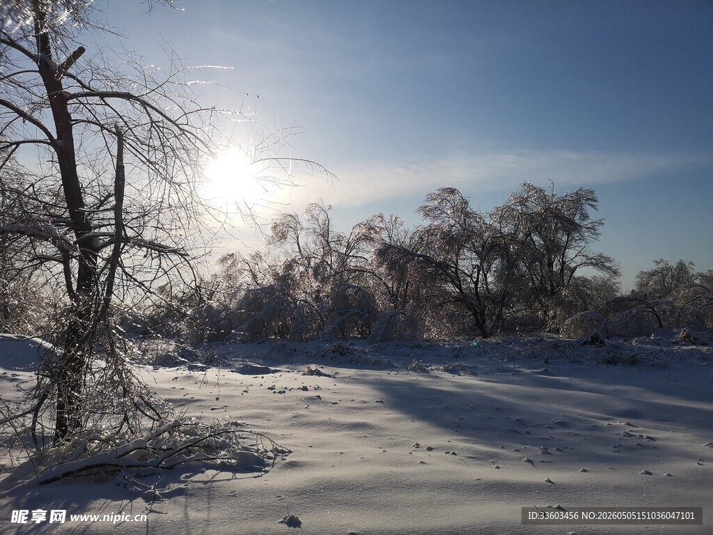 冬日雪地枯树阳光美景