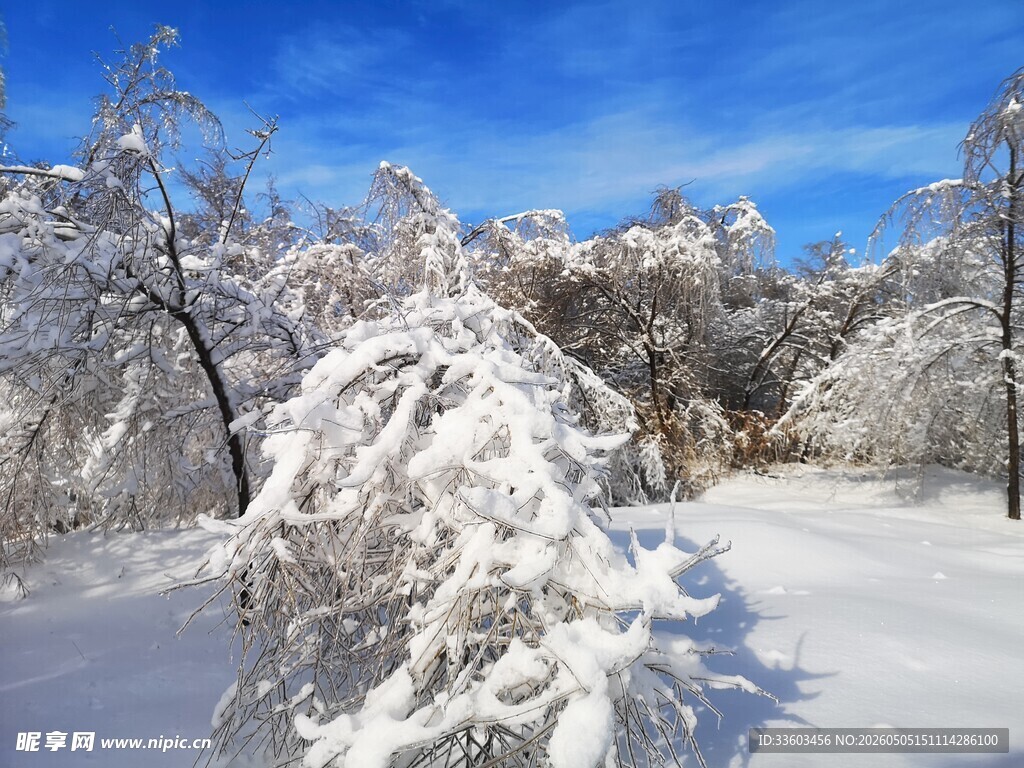 冬日雪景中的银白树林
