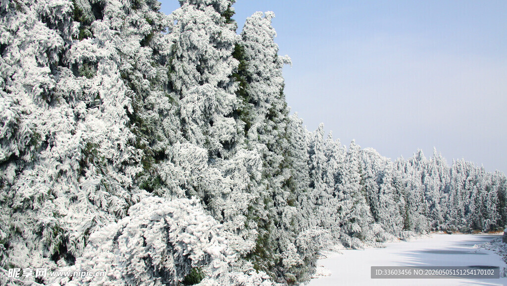 冬日雪景中的银白树林