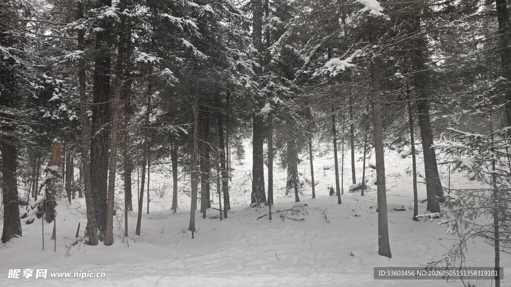 冬日雪覆森林美景
