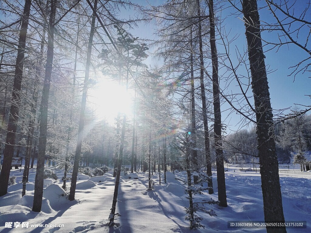冬日雪林阳光美景