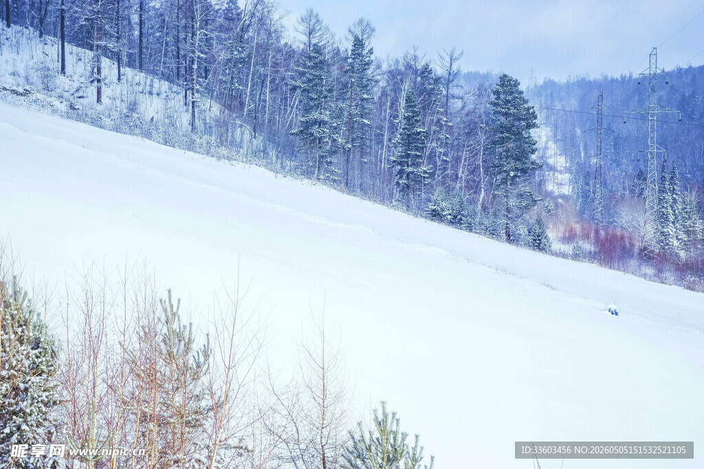 冬日雪坡树林美景