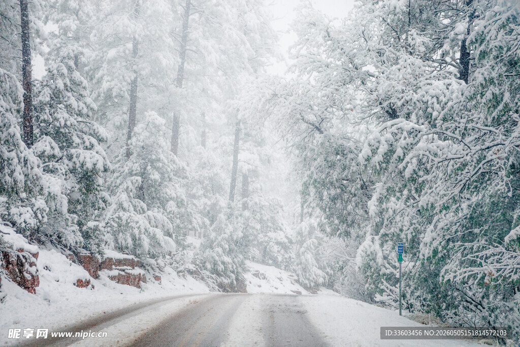雪覆林间路