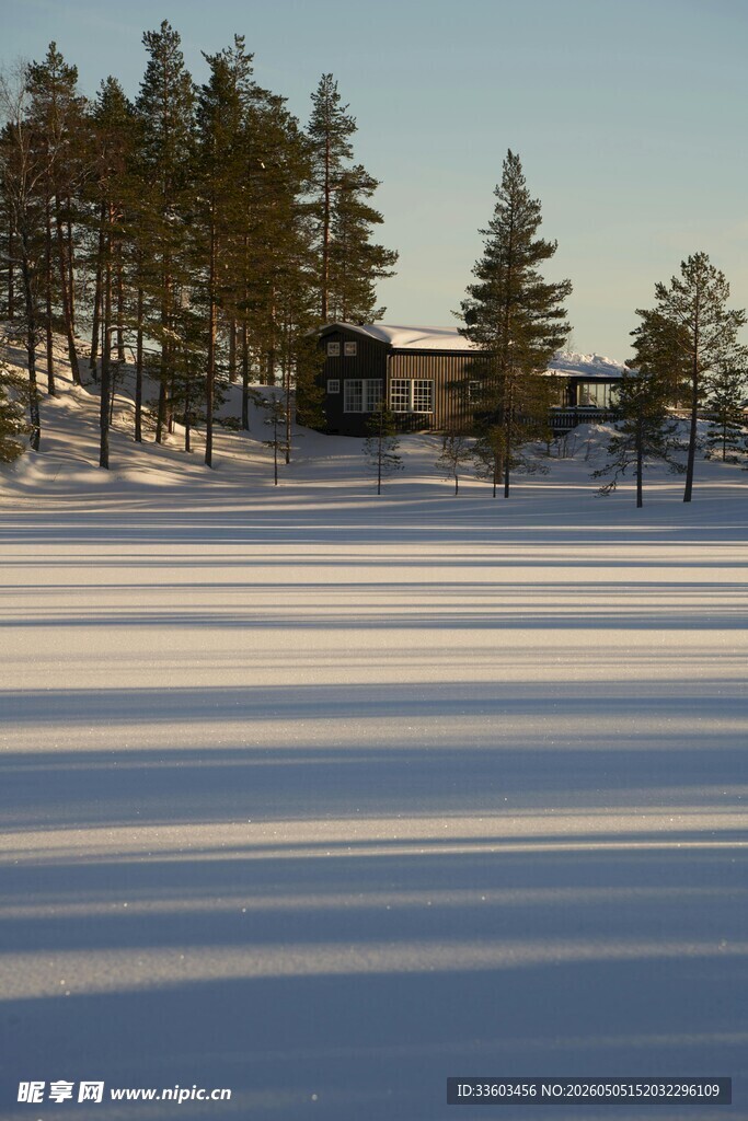 冬日雪野上的青松景观