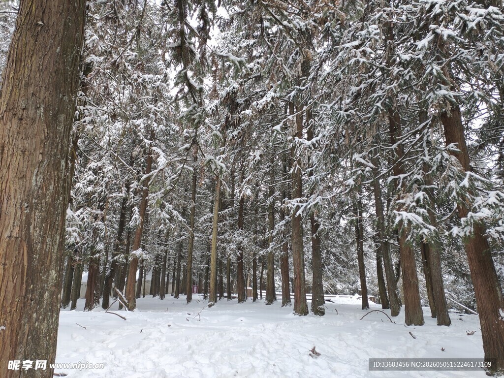 雪覆森林景观