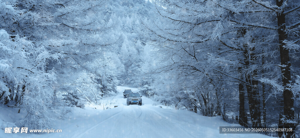 雪覆林间路
