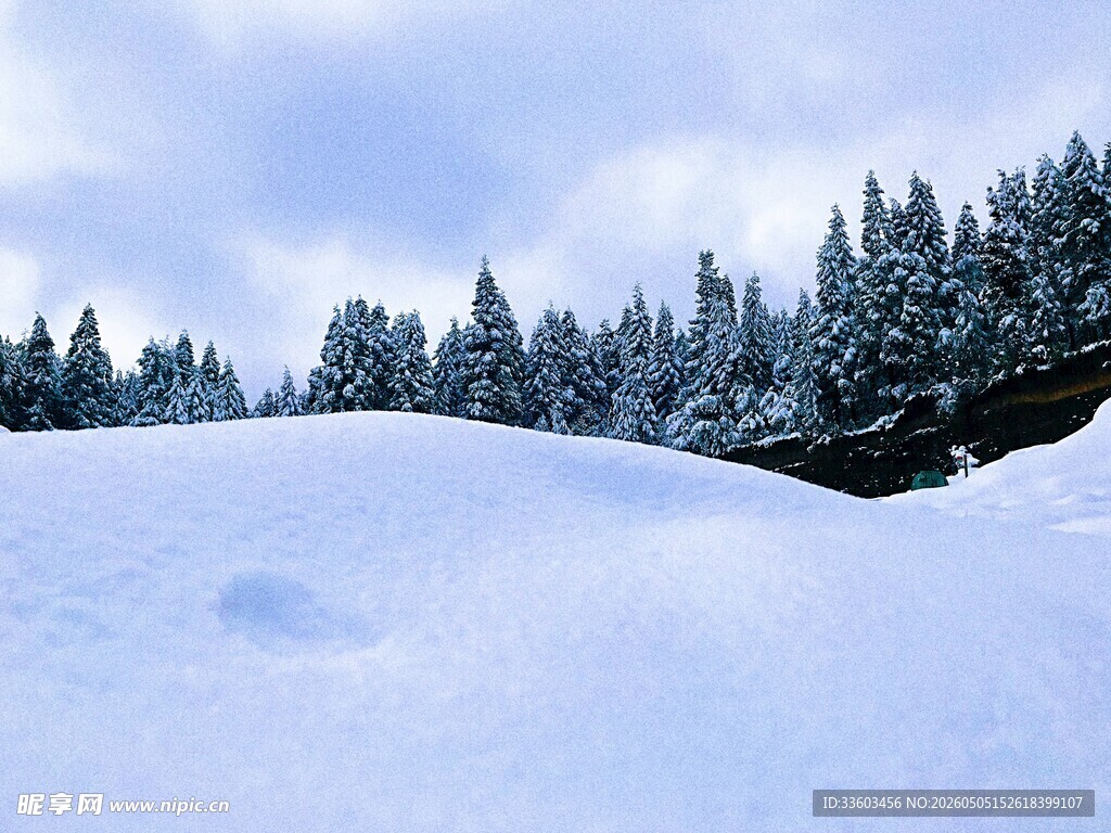 冬日雪景中的静谧松林