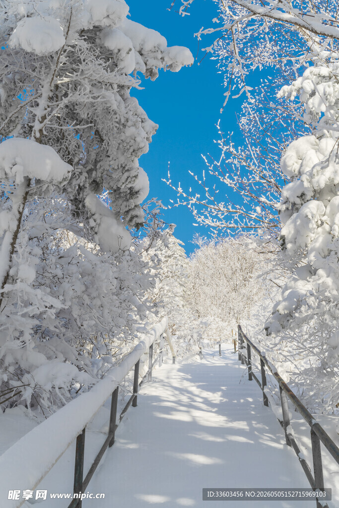 雪覆林间步道