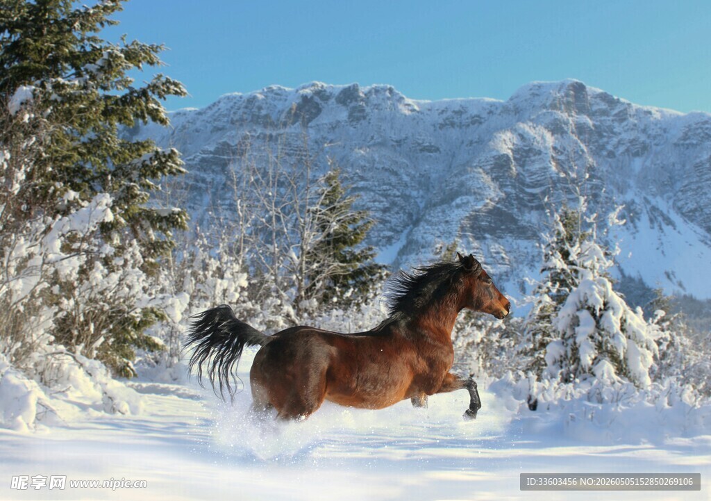 雪地奔腾骏马