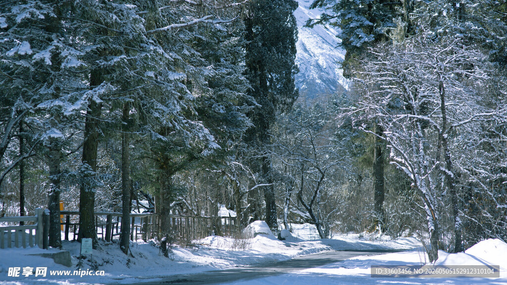 冬日雪覆森林美景
