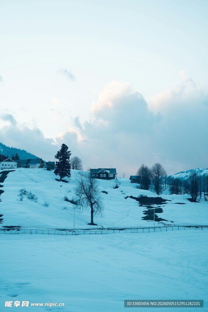 冬日雪地中的静谧景象