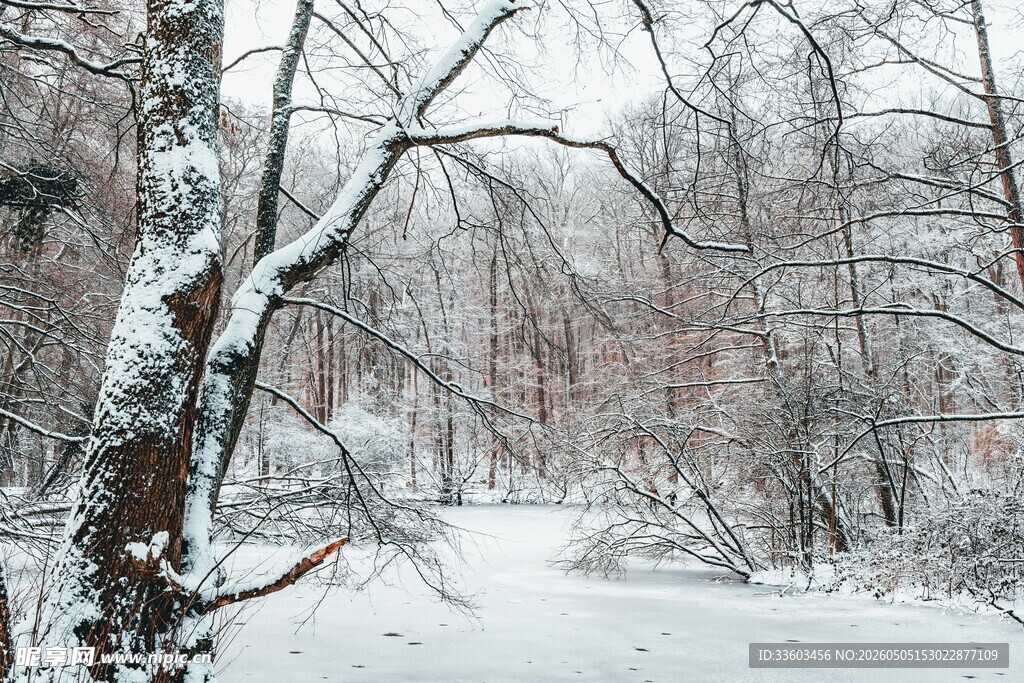 雪覆林间小道