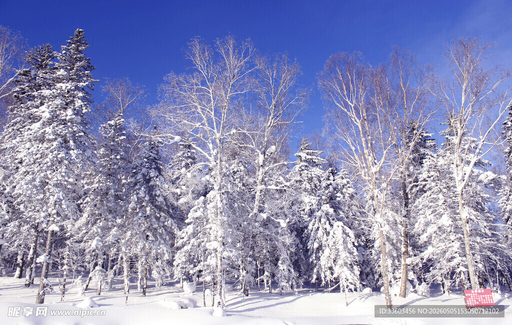 冬日雪景中的银白树林