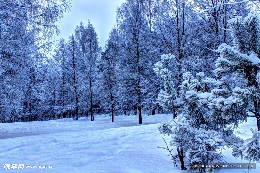 冬日雪林美景