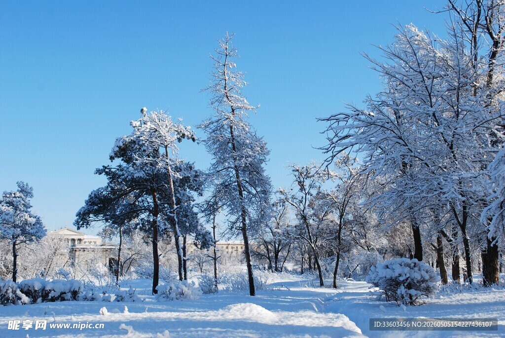 冬日雪景中的银装素裹树林