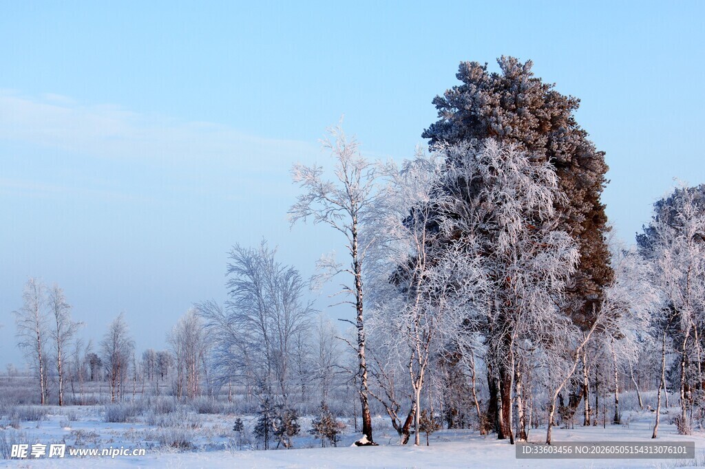 冬日雪景中的树木