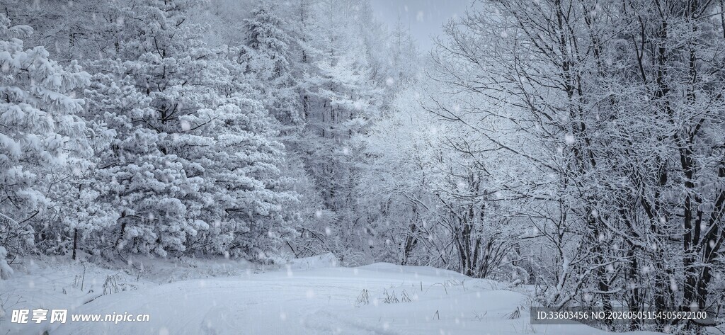 冬日雪景中的静谧树林