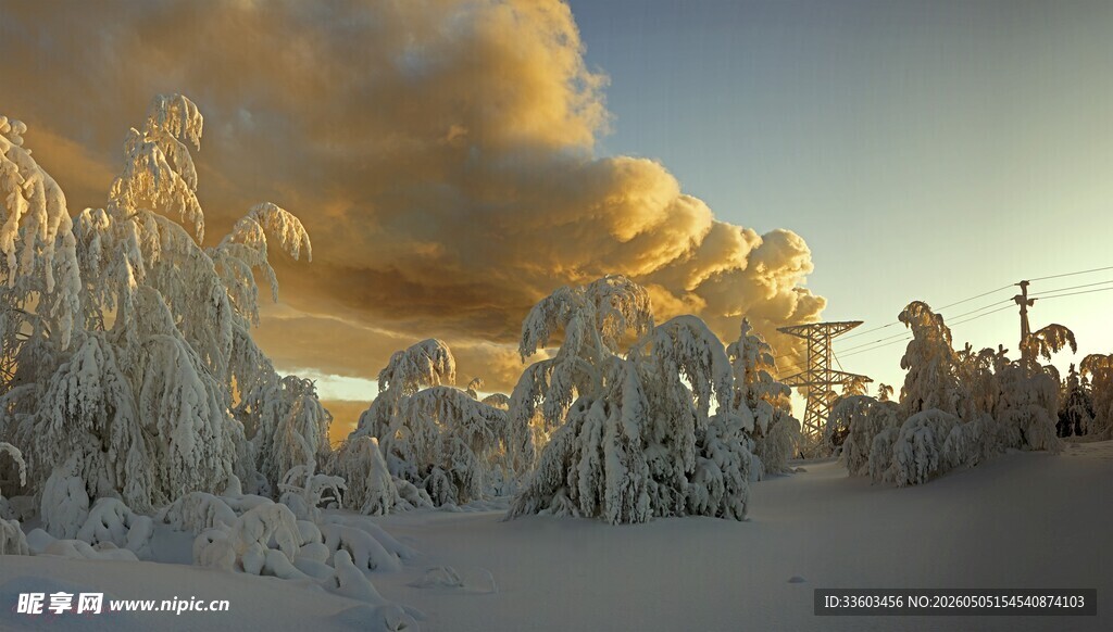 冬日雪覆树林壮丽景观
