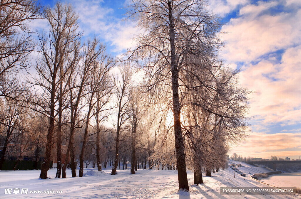 冬日雪林黄昏美景